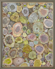 Claire Burbridge, <i>Midsummer Lichen Study,</i> 2021, pen and ink, watercolor on Arches paper, 9.5 x 12 inches (framed)